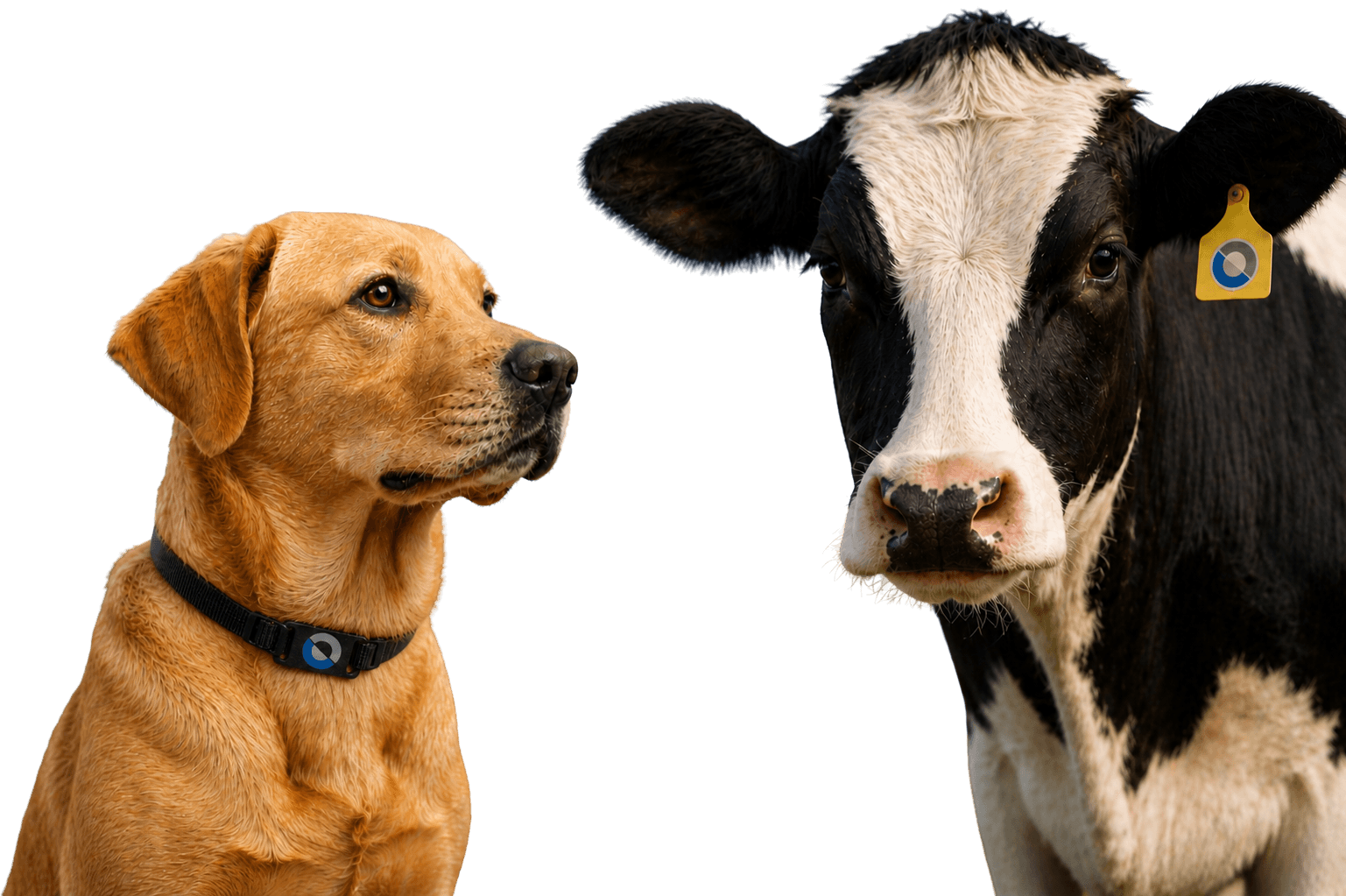 Pets and livestock alongside digital animal profiles